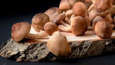 Bioavailability of Medicinal Mushroom Capsules & Supplements