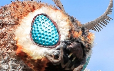 Stunning Custom Mothra 2019 Figure!