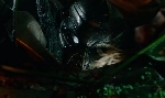 Predator 4: Official Teaser Trailer Online!