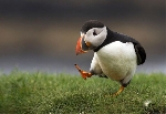 Star Wars Episode VIII To Prominently Feature A Puffin-Like Alien Species?