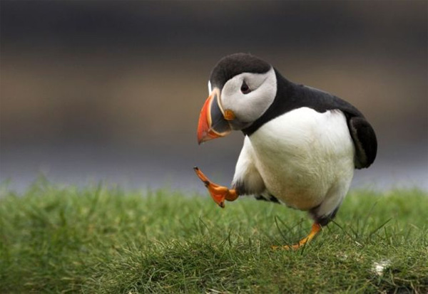 Star Wars Episode VIII To Prominently Feature A Puffin-Like Alien Species?