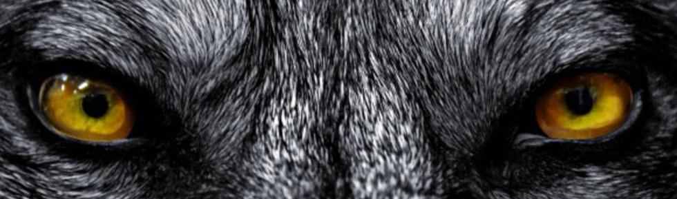 User Banner