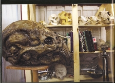 Jockey Skull Concept