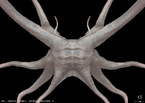 Trilobite Alien Concept