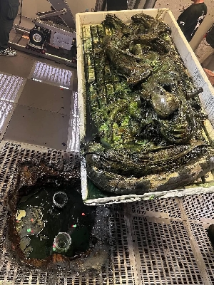 Dead Xenomorph prop