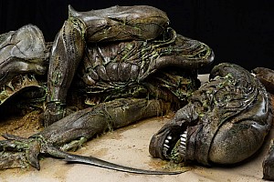 Decomposing Xenomorph
