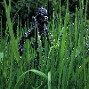 Xeno Warrior 