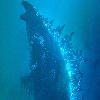 King Gojira