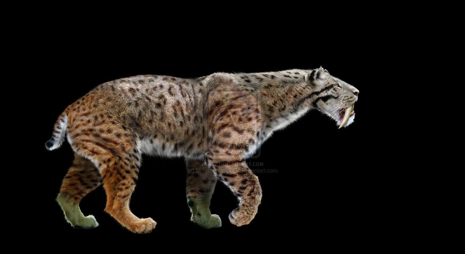 Smilodon57