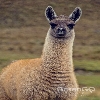 Llama King