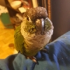 Artooisactuallyabird