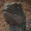 Velociraptor Charlie