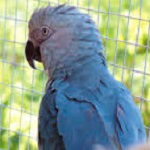 Spix Macaw Zack