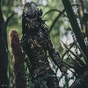ZuluPredatorClan