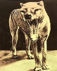 Smilodon3014