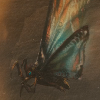 CarnoRex15
