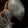 Embryo
