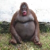 Janglesthemonke