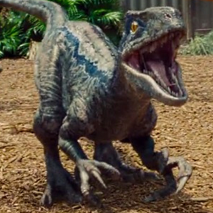 Owen Establishes Dominance within the Raptor Pack in this New Jurassic World Movie Clip!