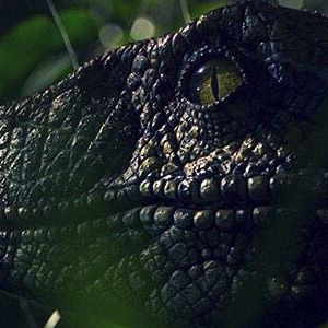 Colin Trevorrow teases tomorrow's Jurassic World trailer with a new Velociraptor pic!
