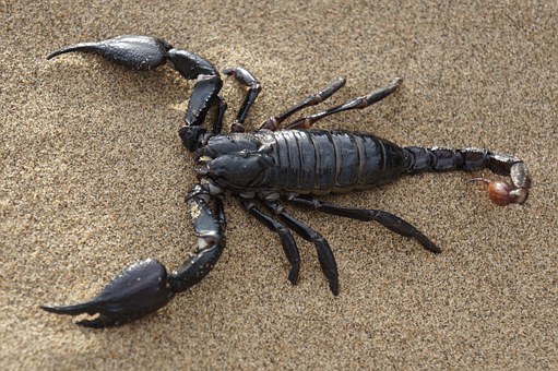Image for the topic: Spider or Scorpion In King of the Monsters