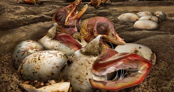 Image for the topic: Hundreds of preserved Pterosaur eggs found!