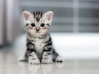 Cat Evolution: From Doppelgangers to House Cats and Lions