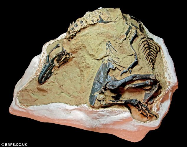 Image for the topic: Possible Baby T.rex Discovered in Montana!